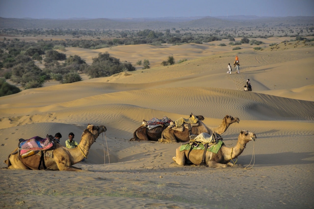 camel safari